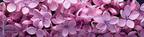Lilac , Best Website Background, Hd Background, Background For Computers Wallpaper