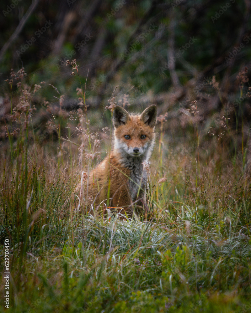 Fuchs Jungtier sieht Person an Fuchs Jungtier sieht Person an