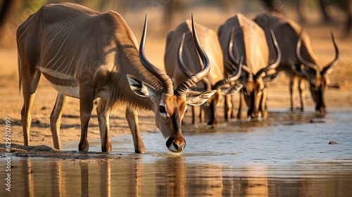 Fotografie, Obraz Kudu Impala on A Wild