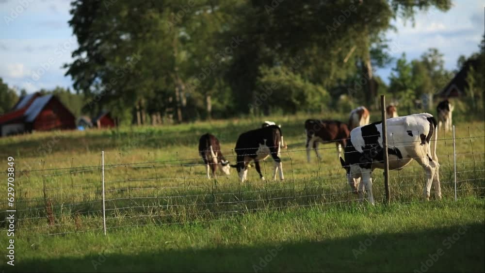 Cow Eating grass summer day in Ljungby Kronobergs län. Cow Eating grass summer day in Ljungby Kronobergs län.