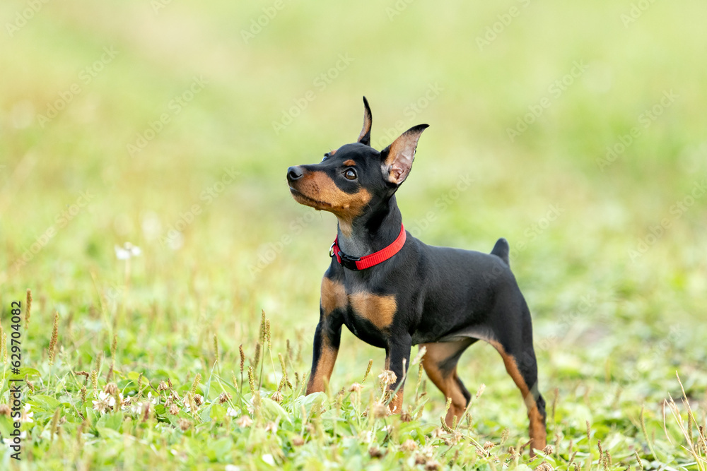 Puppy of a black and tan miniature pinscher with cropped ears stands on the lawn in summer Puppy of a black and tan miniature pinscher with cropped ears stands on the lawn in summer