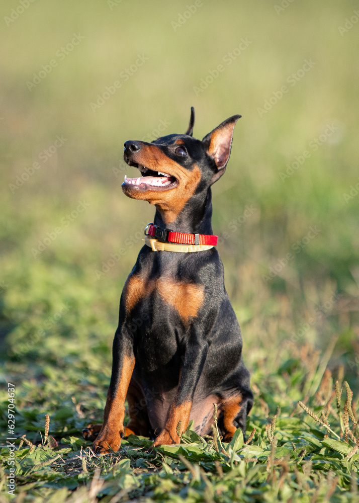 Puppy of a black and tan miniature pinscher with cropped ears sits on a green lawn in summer and looks up Puppy of a black and tan miniature pinscher with cropped ears sits on a green lawn in summer and looks up