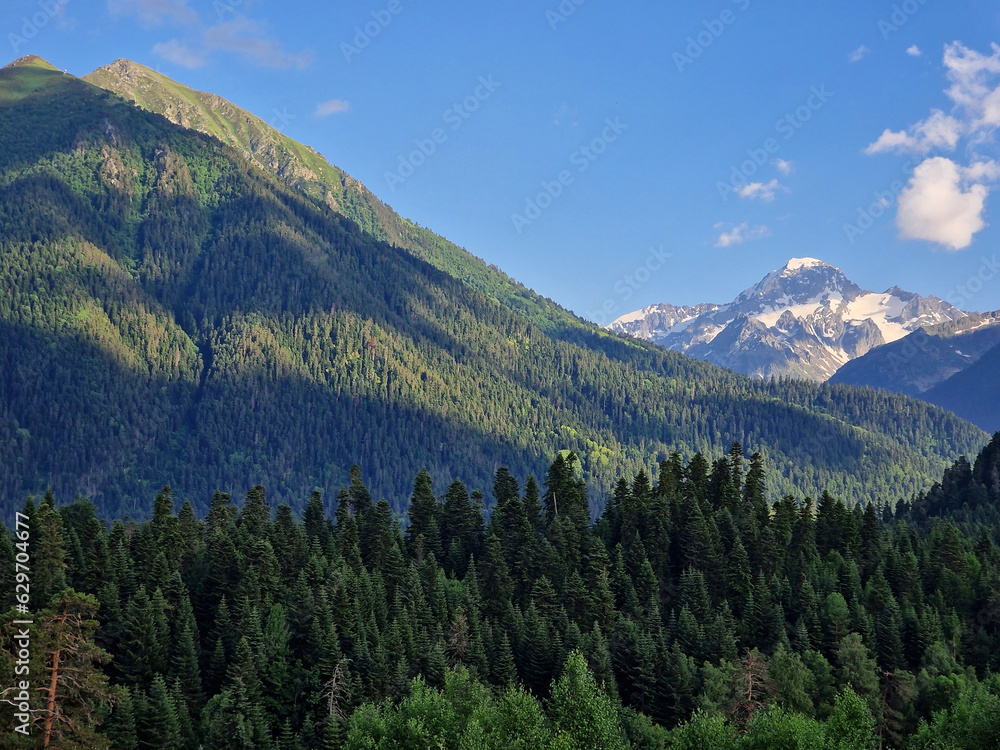 Amazing green forest and mountains. Coniferous trees in summer and a snowy mountain in the background. Minimalist photo. Arkhyz, Karachay-Cherkessia, Russia