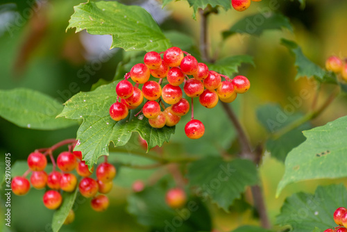 Highbush Cranberries Growing On The Shrub In Summer photo