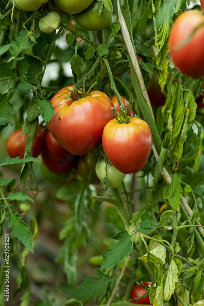 tomatoes ripening in a greenhouse, taken on a sunny day