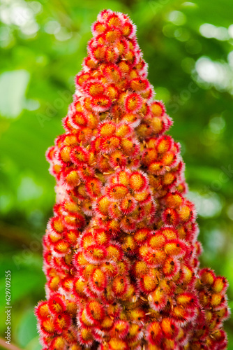 Sumac  sumach or staghorn sumac  Rhus typhina . Blooming sumac plant close up. Red cone on Tiger Eyes Sumac Shrub. Flowering plant in summer. Cone-shaped flowers on a tree branch
