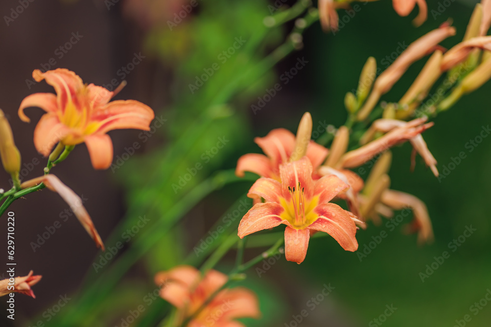 Bright orange lily flowers. Orange lily flower in full bloom. Charming lily flowers with long stamens. Bright orange lily flowers. Orange lily flower in full bloom. Charming lily flowers with long stamens.