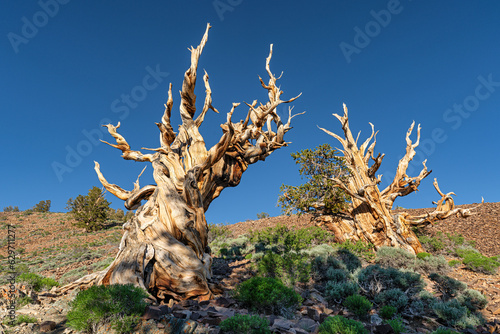 Bristlecone Pine trees