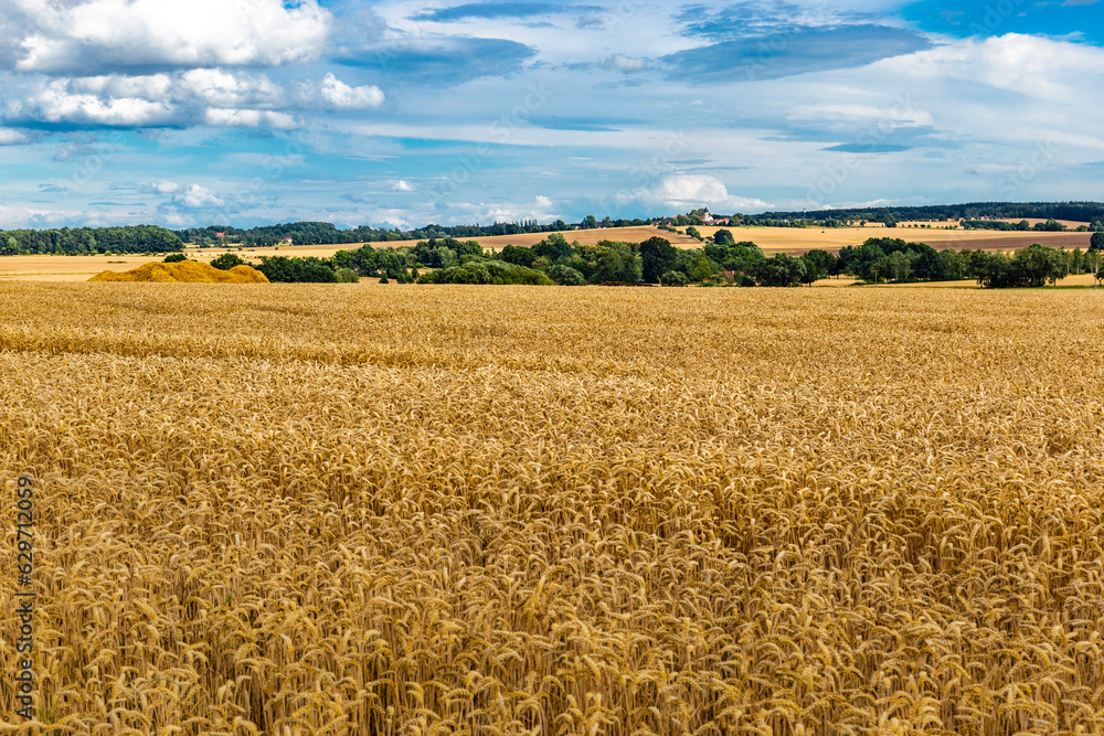 Summer rural landscape with wheat fields and forests Summer rural landscape with wheat fields and forests
