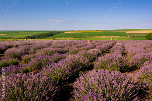 Lavender field and rural landscape in the background. Popular spot near Chisinau  Moldova