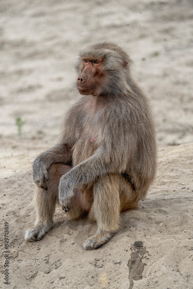 Baboon monkey sitting looking cool and chill Baboon monkey sitting looking cool and chill