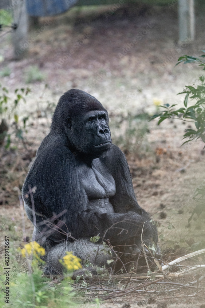 Gorilla sitting in zoo chilling