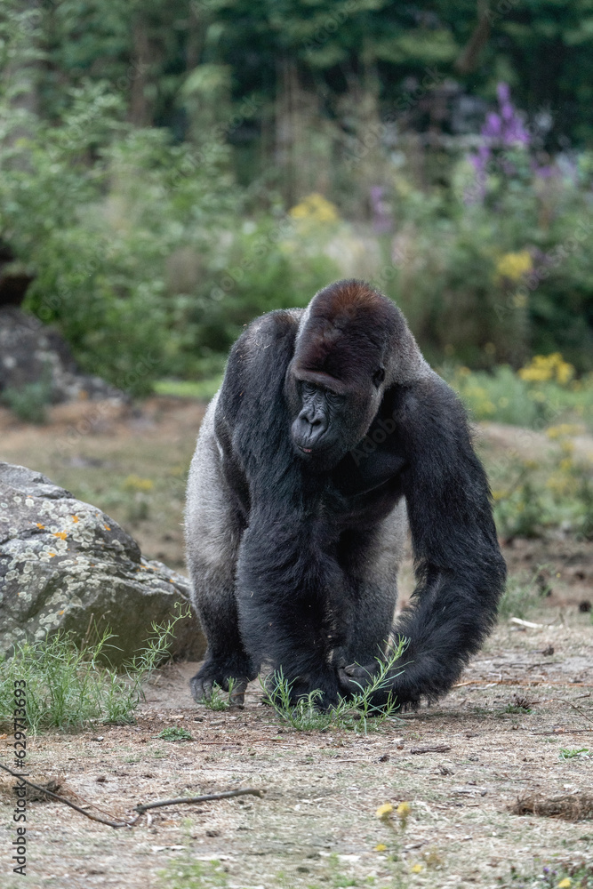 Naklejka premium Gorilla sitting in zoo chilling