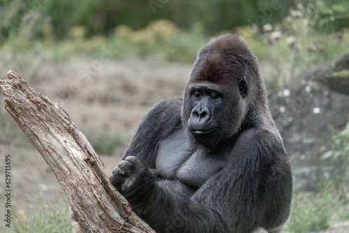 Gorilla sitting in zoo chilling © PIC by Femke