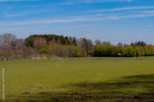 A herd of wild deer grazes in a meadow in spring