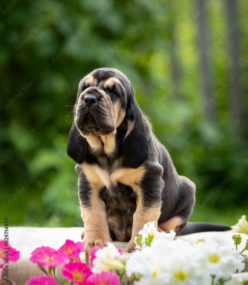 Portrait of a black bloodhound puppy sits on a background of green bushes