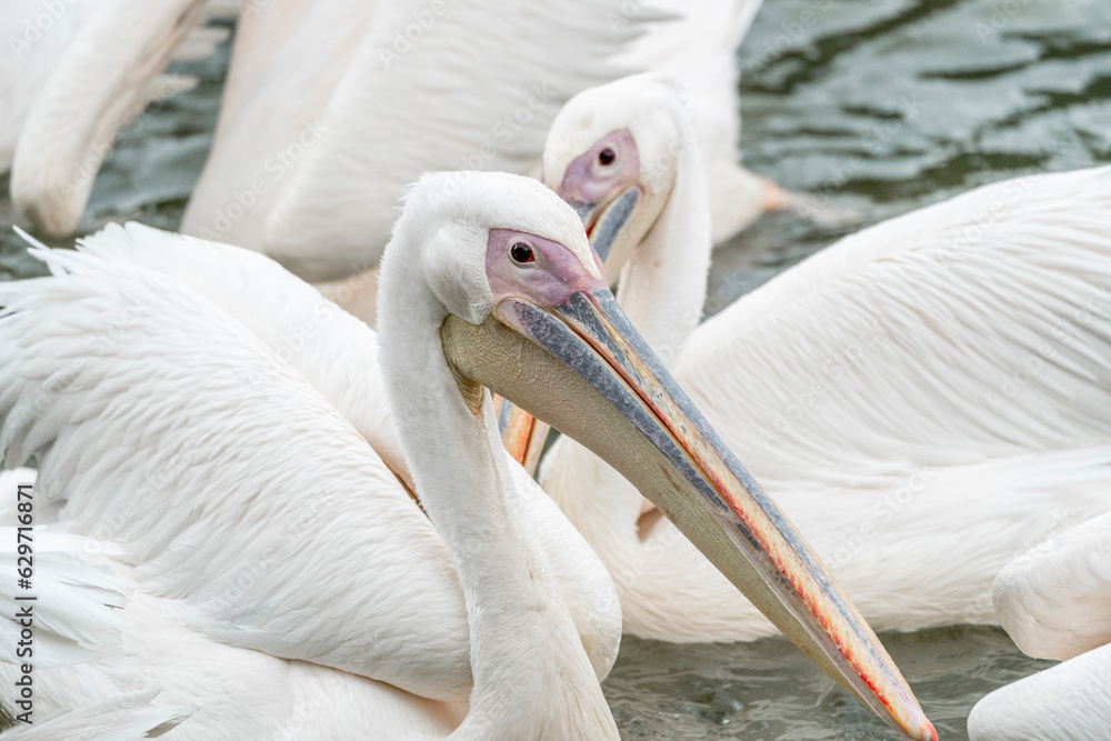 Pelican bord portrait with beautiful soft colours Pelican bord portrait with beautiful soft colours