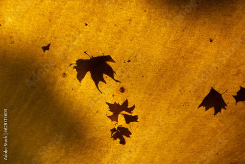 Silhouettes of autumn maple leaves on a large umbrella