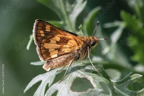 A cute tiny Peck's Skipper Butterfly taking a momentary rest on a green leaf. Long Island, New York, USA.