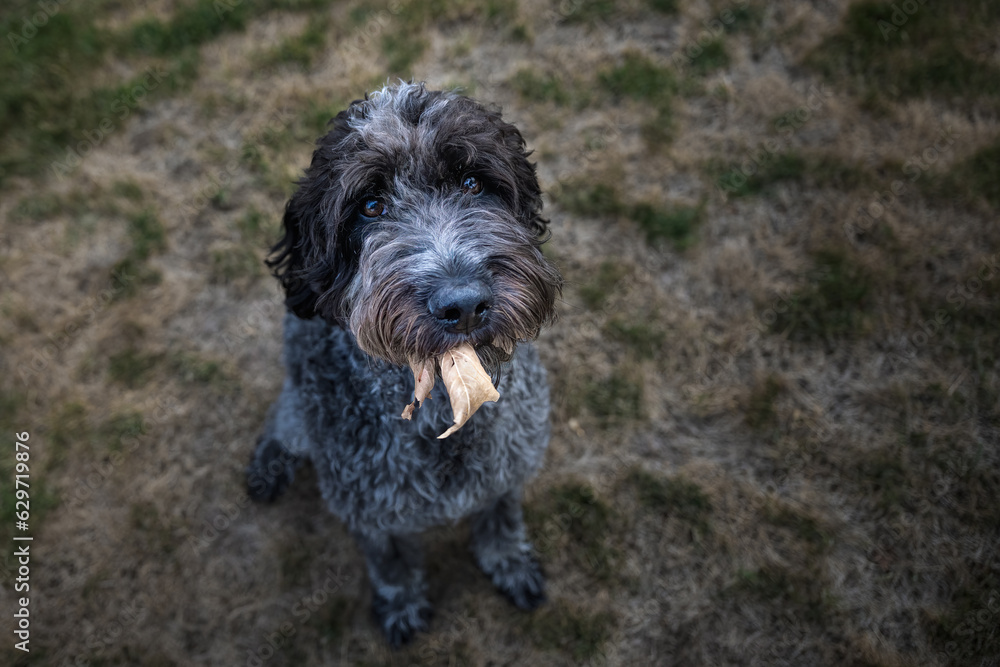 2023-07-29 A SHAGGY BLACK AND GREY LOOKING UP WITH NICE EYES HOLDING A LEAF IN ITS MOUTH WITH ABLURRED LAWN IN BELLEVUE WASHINGTON