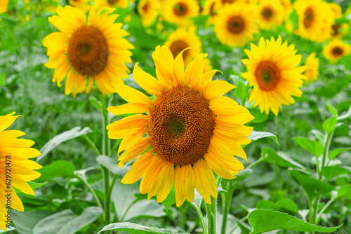 Fields with an infinite sunflower. Agricultural field