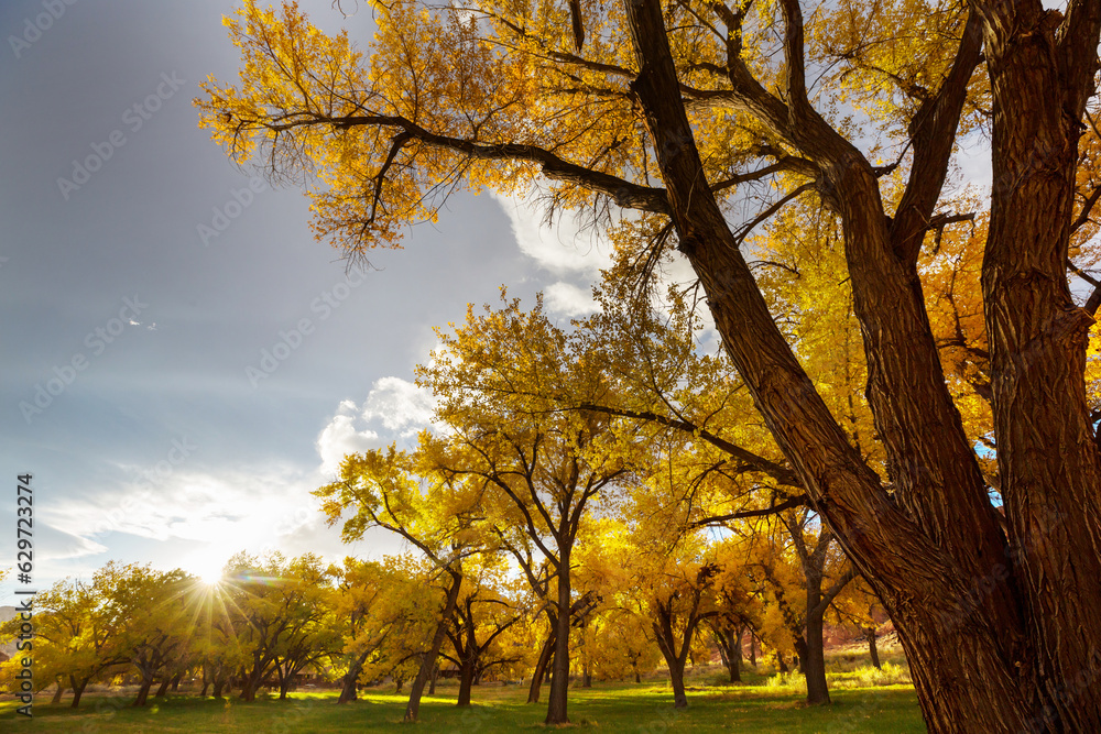 Fototapeta premium Autumn park
