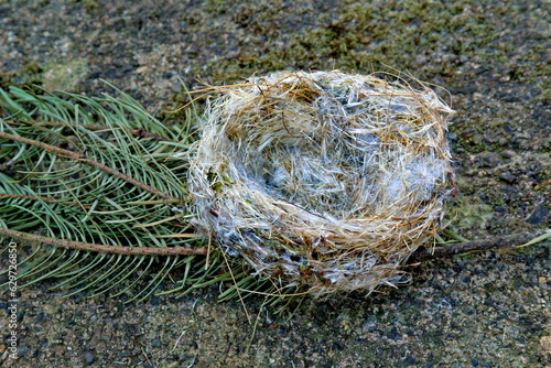 Empty bird nest fallen from fir tree