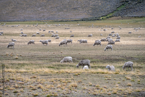 Sheep grazing in the patagonic steppe. photo