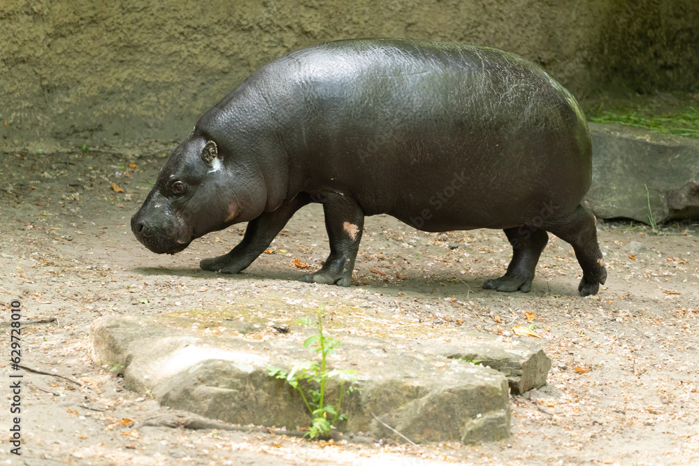 Pygmy hippopotamus Choeropsis liberiensis cloce up Pygmy hippopotamus Choeropsis liberiensis cloce up