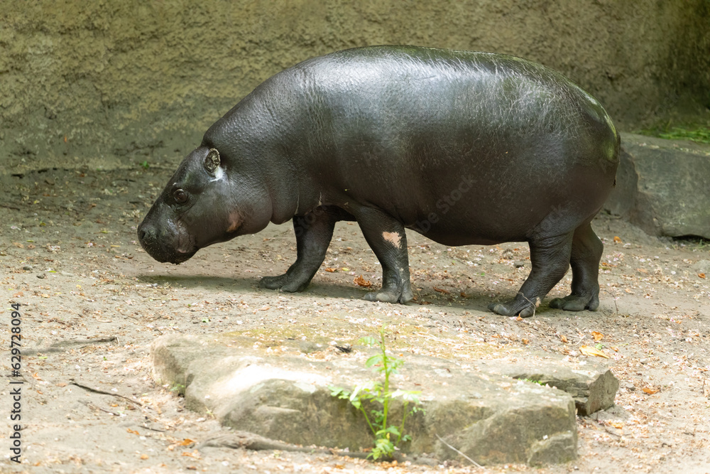 Pygmy hippopotamus Choeropsis liberiensis cloce up Pygmy hippopotamus Choeropsis liberiensis cloce up