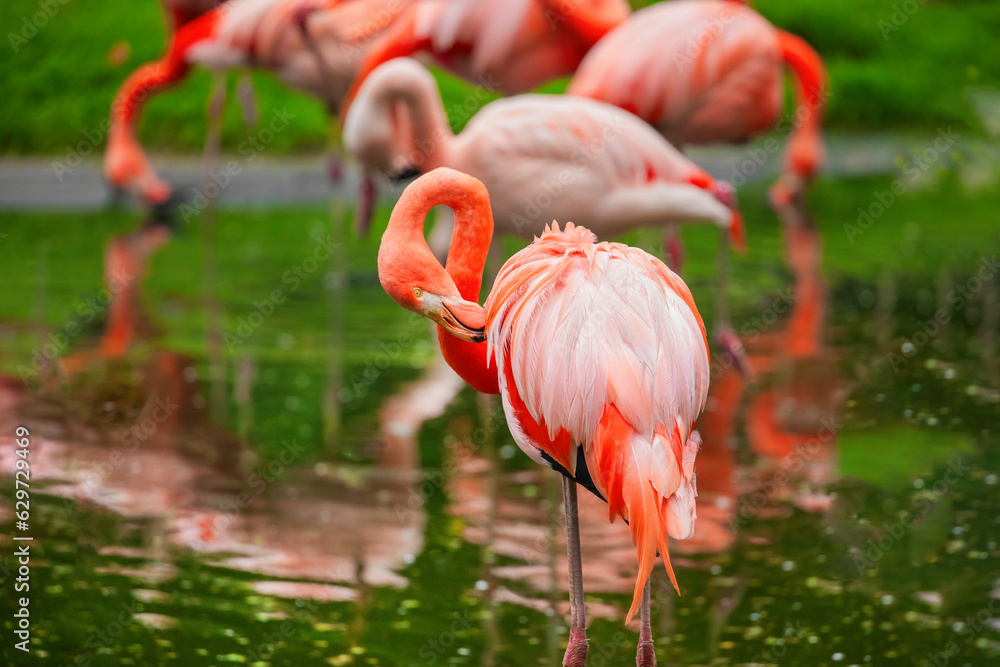 American flamingo (Phoenicopterus ruber) or Caribbean flamingo. American flamingo (Phoenicopterus ruber) or Caribbean flamingo.