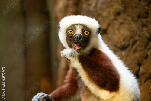 Verreaux s sifaka white looking at camera