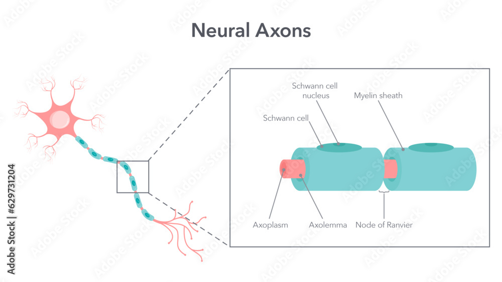 Neural axon diagram vector illustration graphic