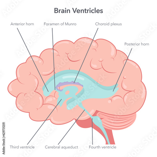 Human brain ventricles anatomy vector illustration diagram  photo
