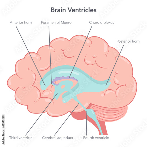 Human brain ventricles anatomy vector illustration diagram 