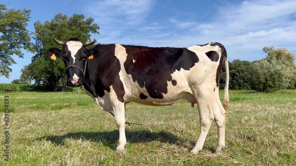 A cow grazes in the field. A cow is looking at the camera and chewing grass. Organic farming. Video portrait of a spotted cow grazing on a green field A cow grazes in the field. A cow is looking at the camera and chewing grass. Organic farming. Video portrait of a spotted cow grazing on a green field