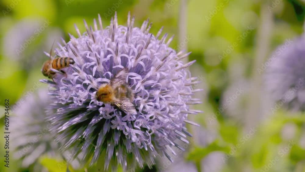 Bees collecting pollen from an Echinops flower in summer - Slow motion Bees collecting pollen from an Echinops flower in summer - Slow motion
