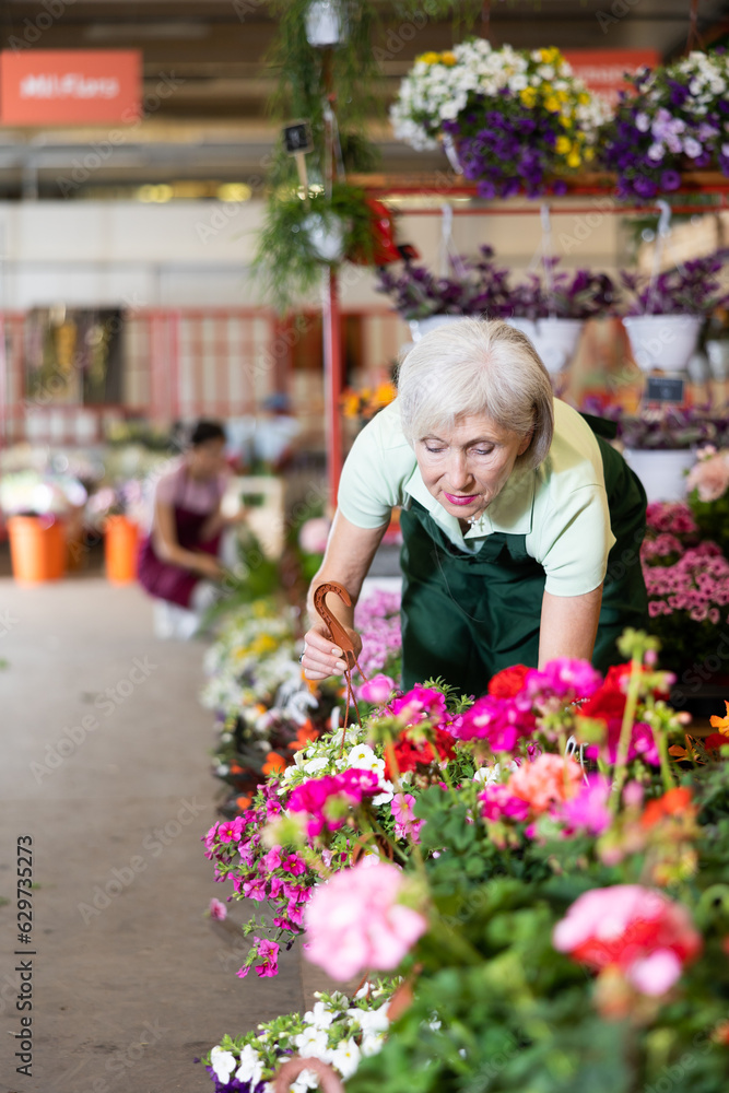 Fototapeta premium Woman flower seller holding petunia in her hands in flower shop