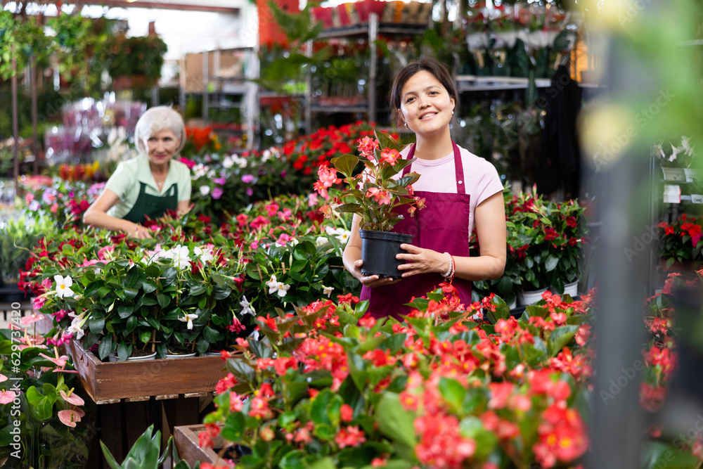 Cheerful young Asian saleswoman working in flower store, checking blooming begonias big in pots