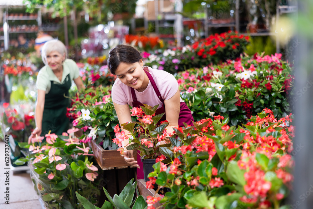 Cheerful young Asian saleswoman working in flower store, checking blooming begonias big in pots