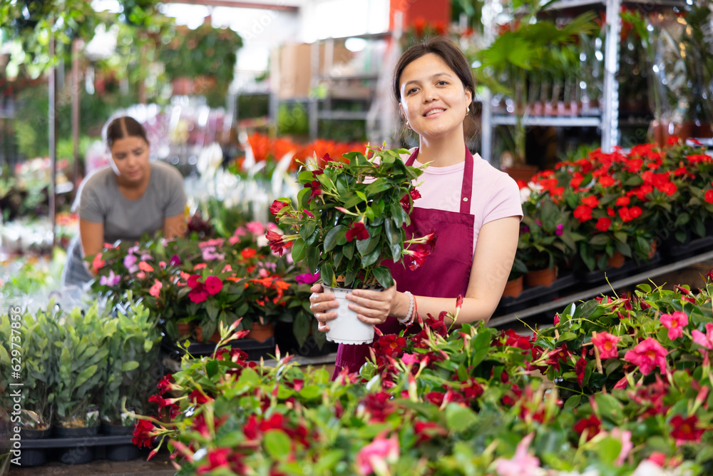 Smiling friendly asian young female florist working at flower market, showing vibrant blooming tropical Mandevilla vine in pot with glossy dark leaves and colorful red trumpet-shaped flowers