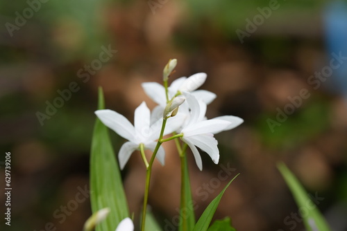 白く可愛いシランの花