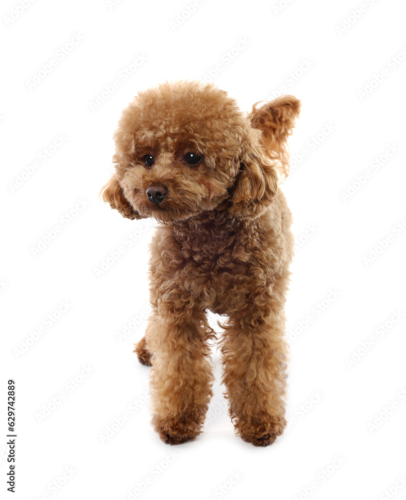 Cute Maltipoo dog on white background. Lovely pet Cute Maltipoo dog on white background. Lovely pet