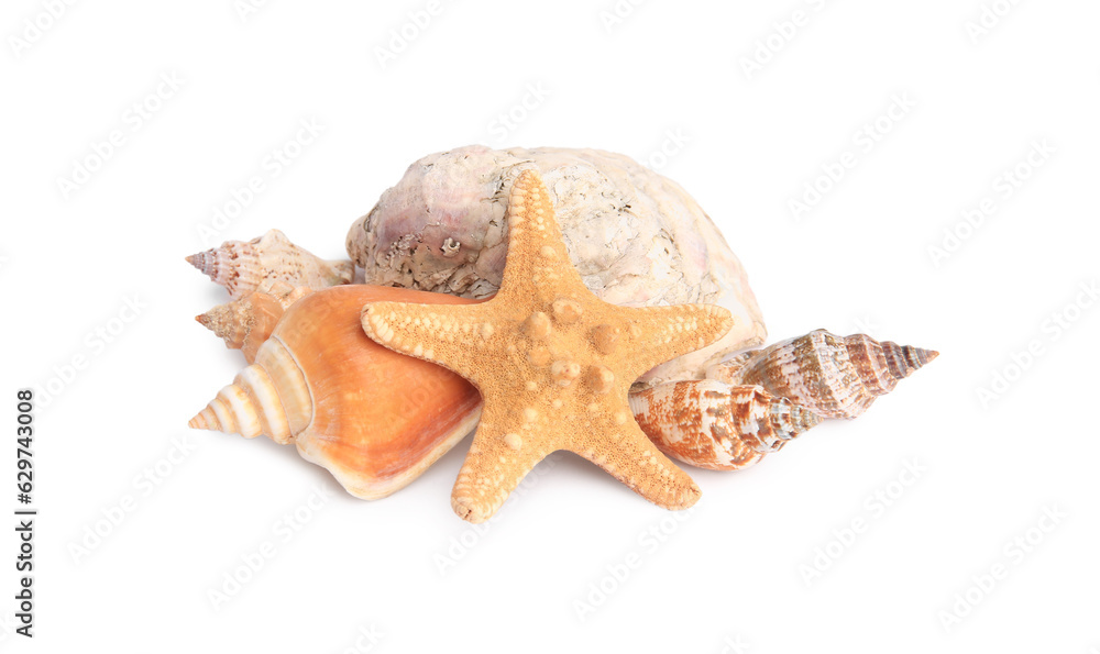 Beautiful sea star and shells isolated on white Beautiful sea star and shells isolated on white