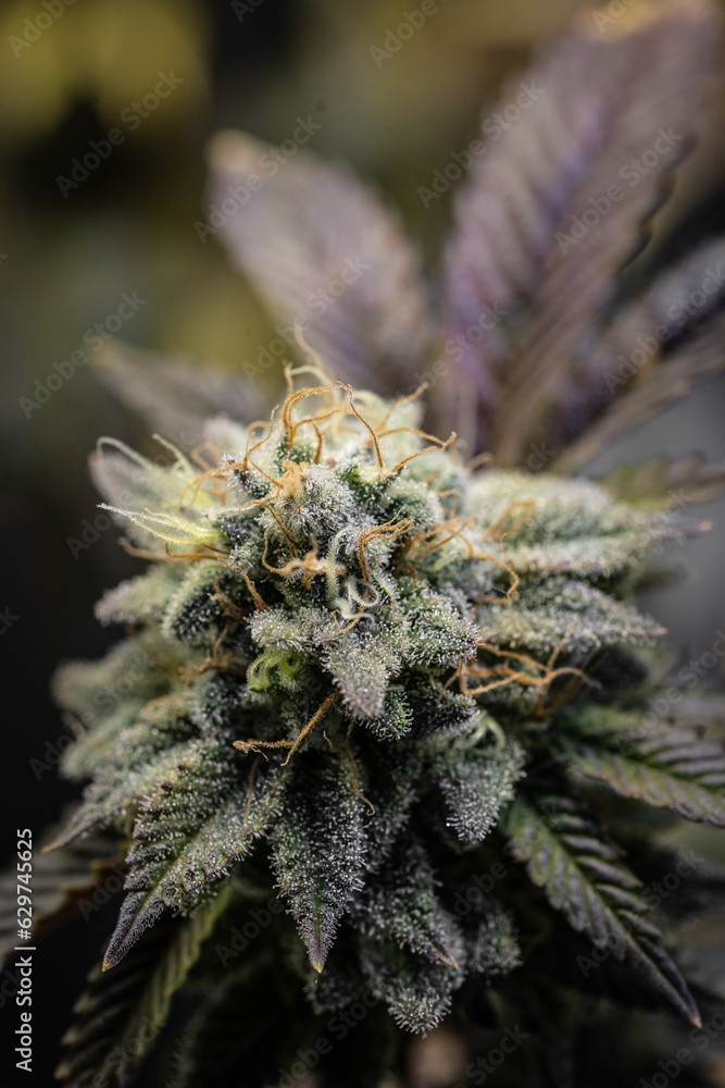 Indoor cannabis plantation in bloom. Macro photography of sativa and indica cannabis plant flowers. Indoor cannabis plantation in bloom. Macro photography of sativa and indica cannabis plant flowers.