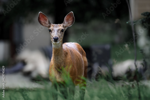 Alert doe senses movement and stands to attention in an urban environment