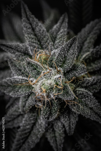 Indoor cannabis plantation in bloom. Macro photography of sativa and indica cannabis plant flowers.