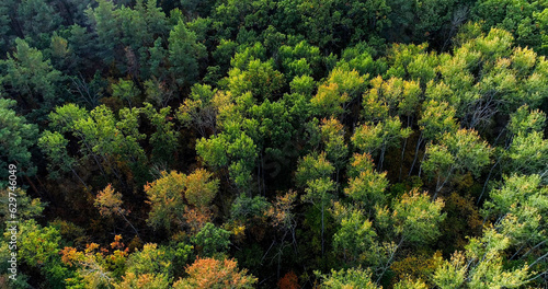 Aerial foliage. Drone trees. Serene wood landscape peaceful countryside nature wild national parkland beauty of reserve top view.