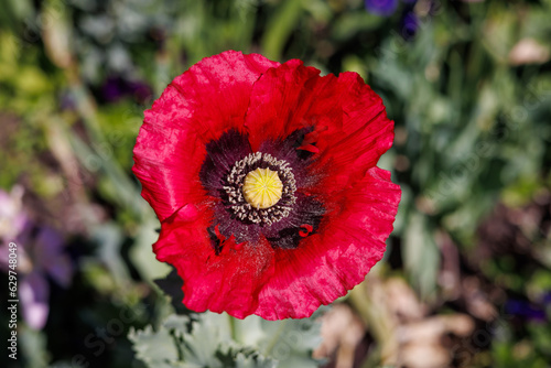 Single deep red poppy flower close up - top view