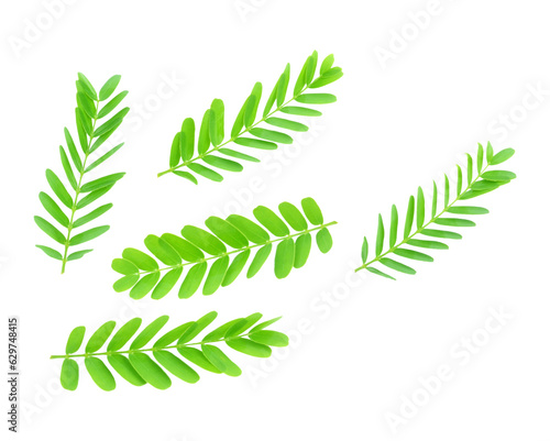 Freshness green leaves of young tamarind plant  transparent png